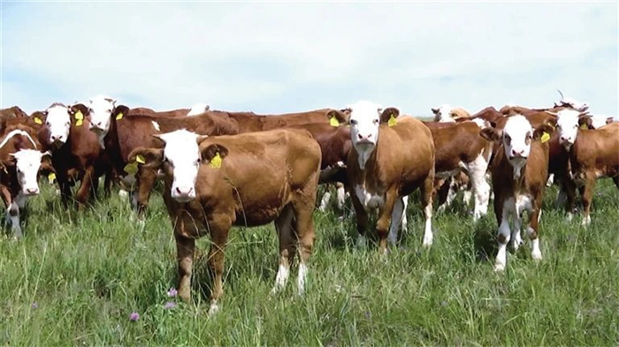 1737647006723278.jpg d38a41de7db74161852bfd506e667bcc.jpg